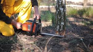 Best Fruit Tree Pruning  in Gulf Hills, MS